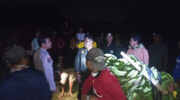 Diduga Curi 11 Tandan Pisang, Pria di Tanggamus Diamankan Polisi